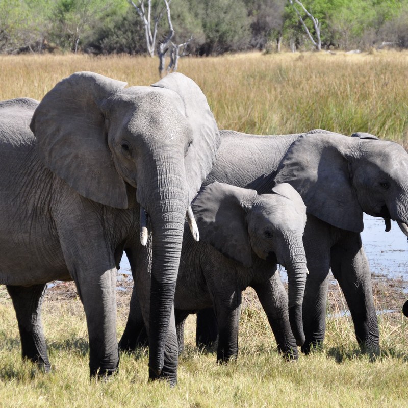 Elephants in Tarangire and Manyara