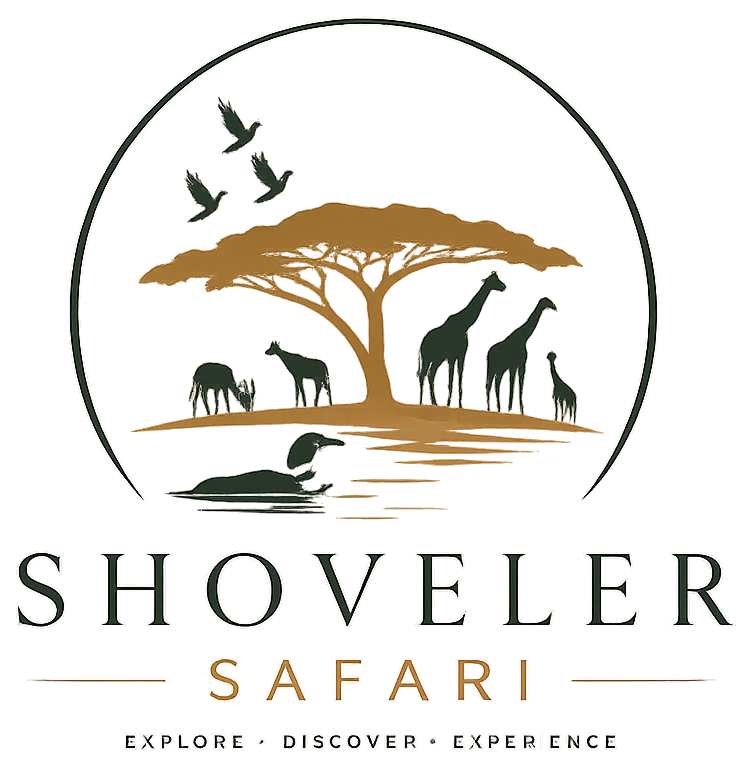SHOVELER SAFARI